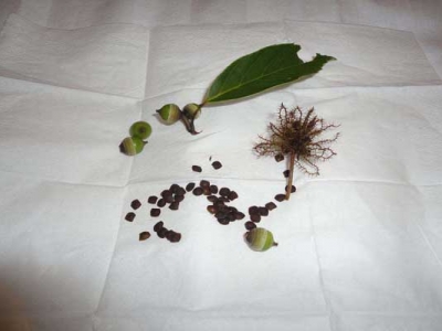 含羞草種子6月能種嗎？