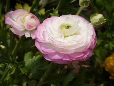 花毛茛幼苗多少錢？