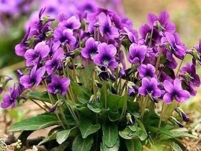 紫花地丁種子多少錢一斤？