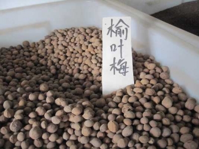榆葉梅種子可以種嗎？