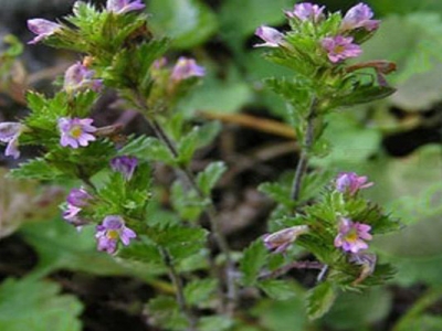 蝦塘冬季小米草的種植時(shí)間是幾月？