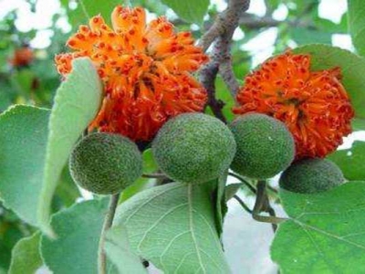 構(gòu)樹種子什么時候種植最好？