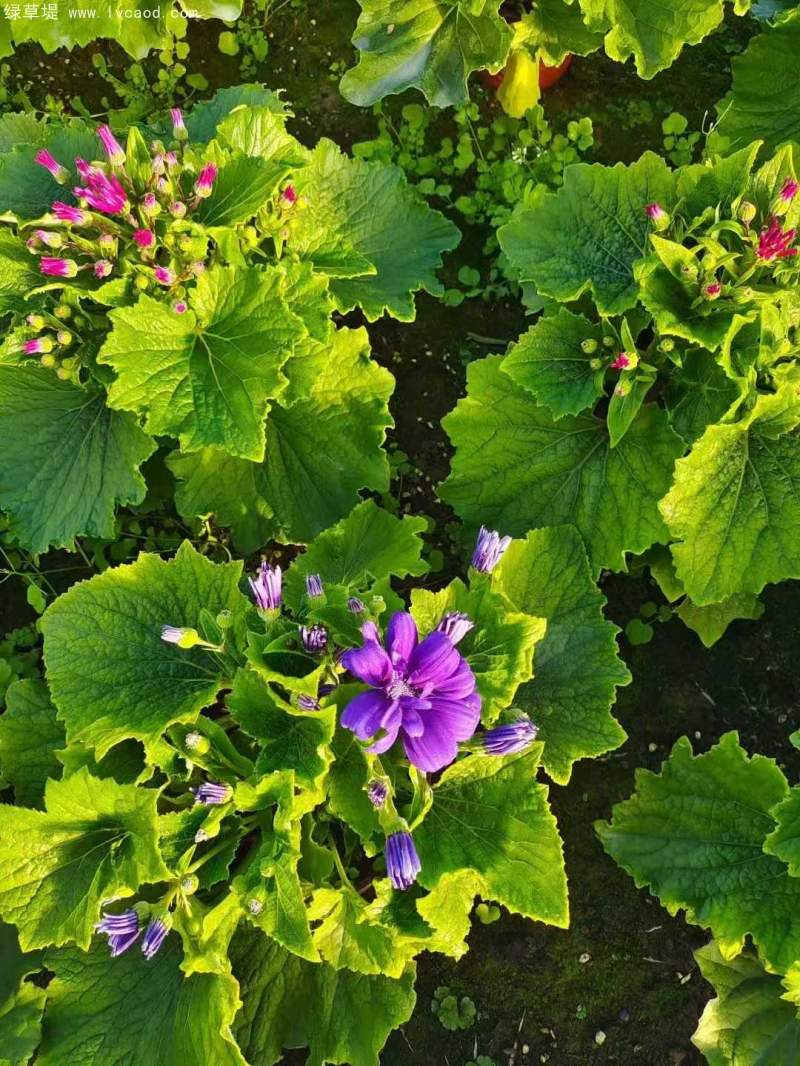 瓜葉菊